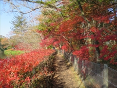 雲場池 遊歩道 紅葉