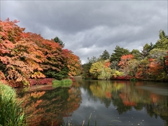 軽井沢 雲場池 雲場池 正面 紅葉