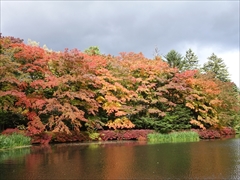軽井沢 雲場池 雲場池 左側 紅葉