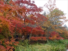 軽井沢 雲場池 紅葉 最盛期