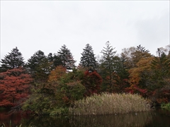 軽井沢 雲場池 紅葉 最盛期