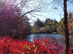 軽井沢 雲場池紅葉 散り始め