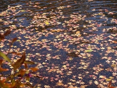 軽井沢 雲場池池の水面に落ち葉