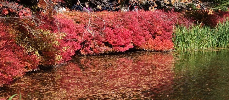 軽井沢 雲場池 軽井沢 雲場池の紅葉が散り始めています、池の水面に落ち葉