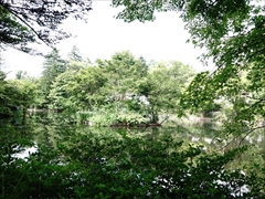 軽井沢 雲場池 水鳥の島