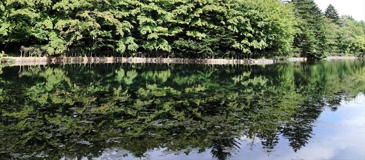 軽井沢 雲場池 軽井沢 雲場池の水面に映る景色が綺麗 夏 2018年8月19日
