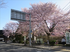 旧軽ロータリー オオヤマ桜