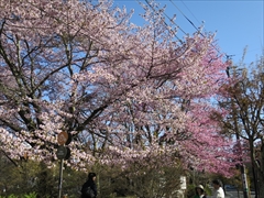 旧軽ロータリー オオヤマ桜
