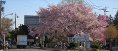 軽井沢 旧軽ロータリー 桜