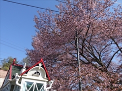 オオヤマ桜 満開
