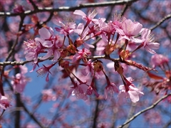 オオヤマ桜 散り始め