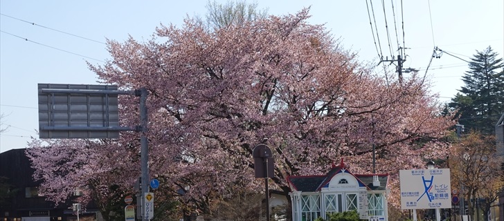 軽井沢 旧軽ロータリーのオオヤマ桜が満開