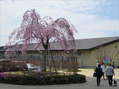 アウトレットセンターモール桜