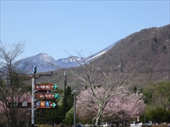 浅間山・離山を望む桜