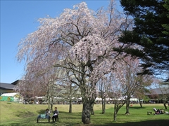 アウトレットツリーモール桜