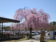 アウトレット駐車場桜