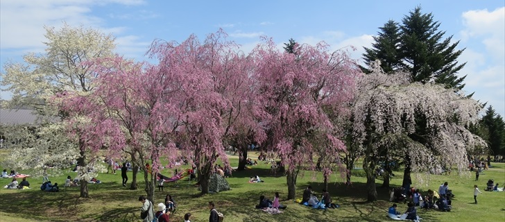 軽井沢アウトレットのツリーモールの枝垂れ桜が満開