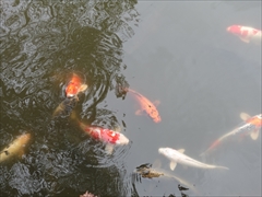 軽井沢 アウトレット ニューイースト 池の鯉