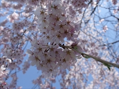 軽井沢 アウトレット 左真の桜のアップ