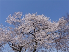 軽井沢 アウトレット ニューウエスト桜満開