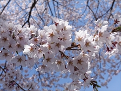 軽井沢 アウトレット 上写真の桜のアップ