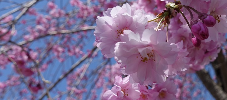 軽井沢 アウトレット 軽井沢 アウトレット ニューウエスト 枝垂れ桜が満開 2018年4月21日