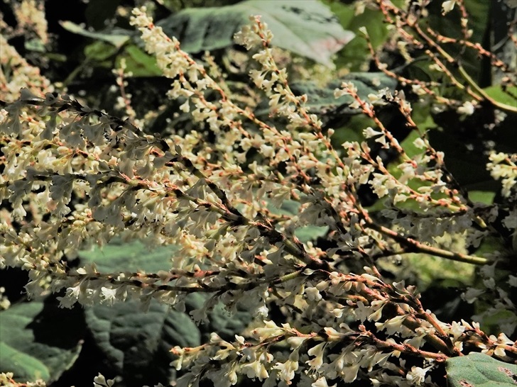 �C�^�h��(�Տ�)