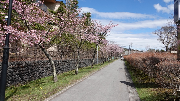 軽井沢 桜