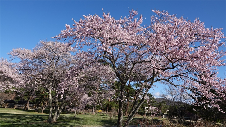 軽井沢 桜