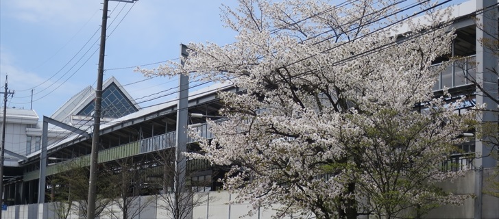 軽井沢 軽井沢駅南口 白い花の山桜が満開 2017年5月2日