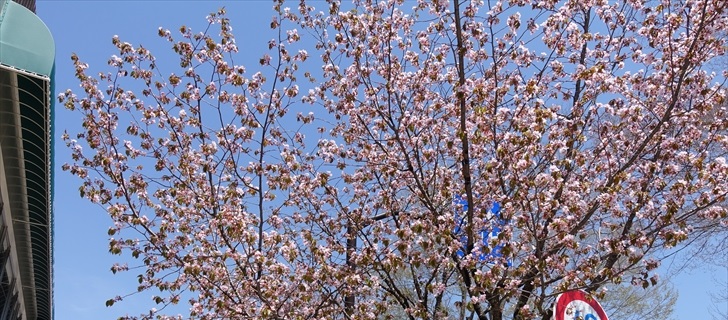 軽井沢 軽井沢駅周辺の山桜が満開です 2018年4月22日