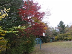 諏訪の森公園 紅葉