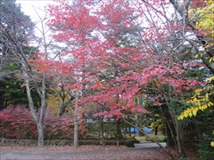 諏訪の森公園 紅葉