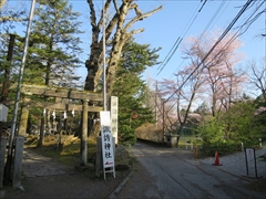 諏訪神社鳥居から桜