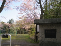 諏訪の森公園 桜