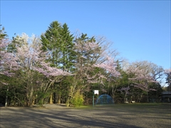 諏訪の森公園 桜