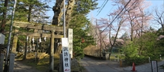 軽井沢 諏訪神社 桜