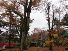 諏訪神社の御神木