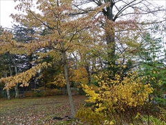 諏訪の森公園 黄葉