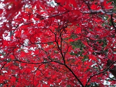 諏訪の森公園 モミジ紅葉