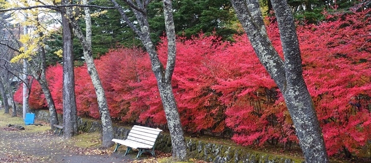 軽井沢 諏訪の森公園 紅葉