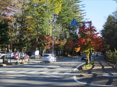 軽井沢 道路沿いの紅葉