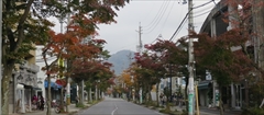軽井沢 街路樹 紅葉