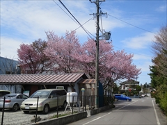 軽井沢本通り横道 桜