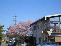 軽井沢本通り 桜