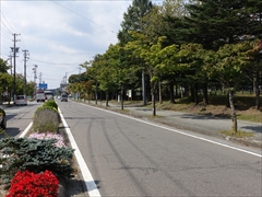 軽井沢国道18号の街路樹