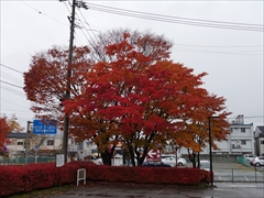 軽井沢 国道18号街路樹 29日雨