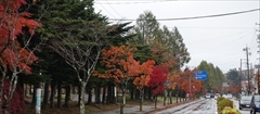 軽井沢 街路樹 紅葉
