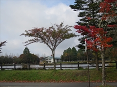 矢ケ崎公園 紅葉