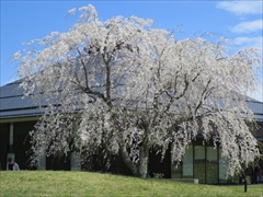 大賀ホールの枝垂れ桜が満開